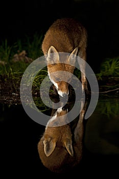 Red fox reflection - Vulpes vulpes