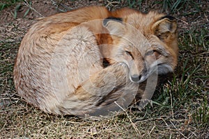 Red Fox Resting On Bed Of Grass