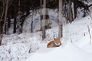 Red fox resting spot in winter snow forest