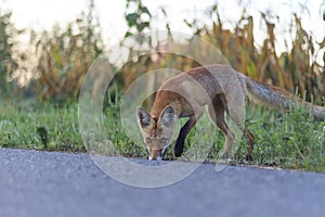 Red fox on the roadside