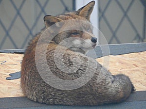 Red fox on a roof