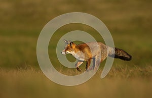 Red fox running across the field