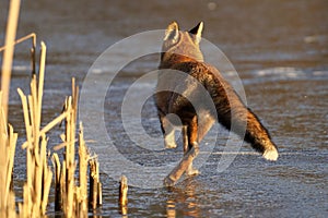 Red fox running on a frozen lake