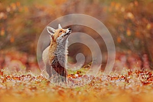 Red fox running on orange autumn leaves. Cute Red Fox, Vulpes vulpes in fall forest. Beautiful animal in the nature habitat.