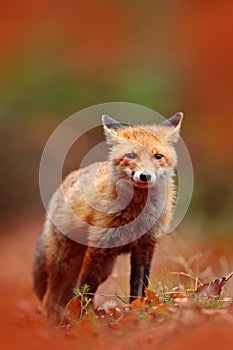 Red fox running on orange autumn leaves. Cute Red Fox, Vulpes vulpes in fall forest. Beautiful animal in the nature habitat.