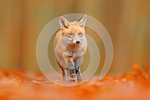 Red fox running in orange autumn leaves. Cute Red Fox, Vulpes vulpes, fall forest. Beautiful animal in the nature habitat. Orange