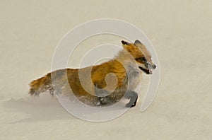 Red Fox Running in Snow