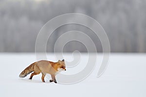 Red fox running in winter