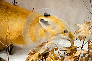 Red Fox Running, Woods, Snow