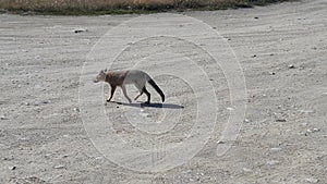 Red fox photo