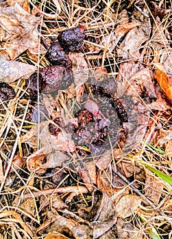 Red fox scat