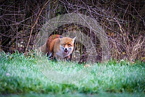 A red fox scavenging and eating food left on the grassland