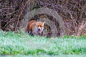 A red fox scavenging and eating food left on the grassland