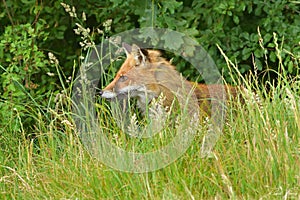 Red Fox Scientific name: Vulpes vulpes