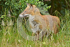 Red Fox Scientific name: Vulpes vulpes