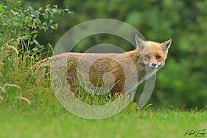 Red Fox Scientific name: Vulpes vulpes