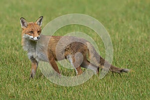 Red Fox Scientific name: Vulpes vulpes