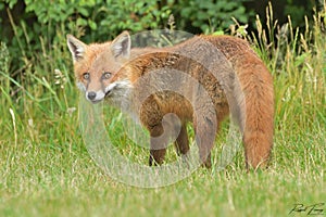 Red Fox Scientific name: Vulpes vulpes