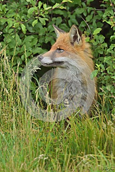 Red Fox Scientific name: Vulpes vulpes