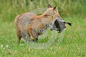 Red Fox Scientific name: Vulpes vulpes