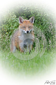 Red Fox Scientific name: Vulpes vulpes