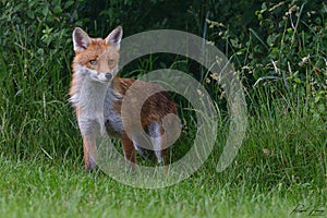 Red Fox Scientific name: Vulpes vulpes