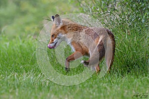 Red Fox Scientific name: Vulpes vulpes