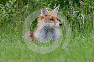 Red Fox Scientific name: Vulpes vulpes