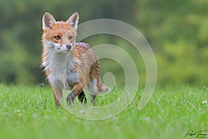 Red Fox Scientific name: Vulpes vulpes