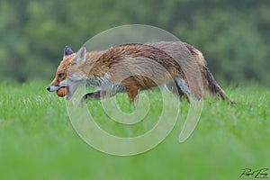 Red Fox Scientific name: Vulpes vulpes