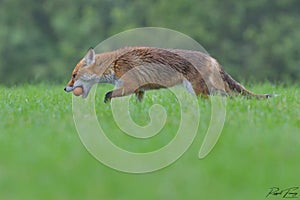 Red Fox Scientific name: Vulpes vulpes