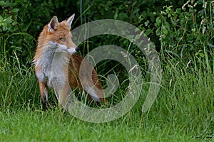 Red Fox Scientific name: Vulpes vulpes