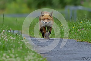 Red Fox Scientific name: Vulpes vulpes