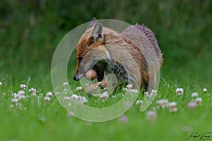 Red Fox Scientific name: Vulpes vulpes