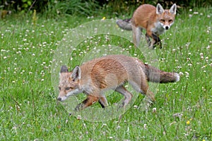 Red Fox Scientific name: Vulpes vulpes