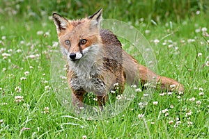 Red Fox Scientific name: Vulpes vulpes