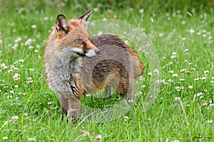 Red Fox Scientific name: Vulpes vulpes