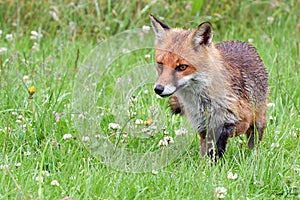 Red Fox Scientific name: Vulpes vulpes