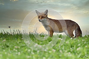 Red Fox Scientific name: Vulpes vulpes