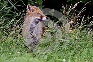 Red Fox Scientific name: Vulpes vulpes