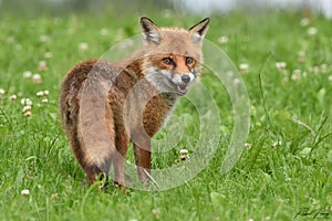 Red Fox Scientific name: Vulpes vulpes