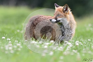 Red Fox Scientific name: Vulpes vulpes