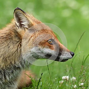 Red Fox Scientific name: Vulpes vulpes