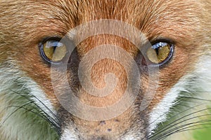 Red Fox Scientific name: Vulpes vulpes