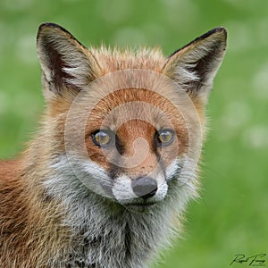 Red Fox Scientific name: Vulpes vulpes