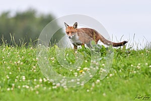 Red Fox Scientific name: Vulpes vulpes