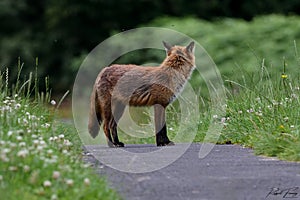 Red Fox Scientific name: Vulpes vulpes