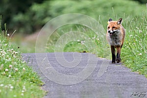 Red Fox Scientific name: Vulpes vulpes