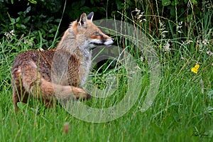 Red Fox Scientific name: Vulpes vulpes