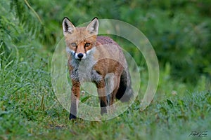 Red Fox Scientific name: Vulpes vulpes